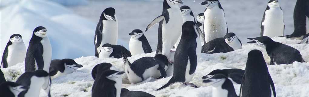 Antarctica expedition cruise