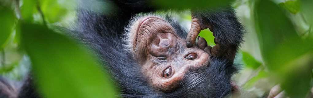 Big Five Tours Expeditions