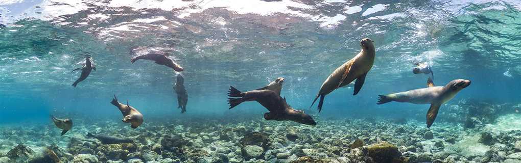 Disney Expedition Cruises