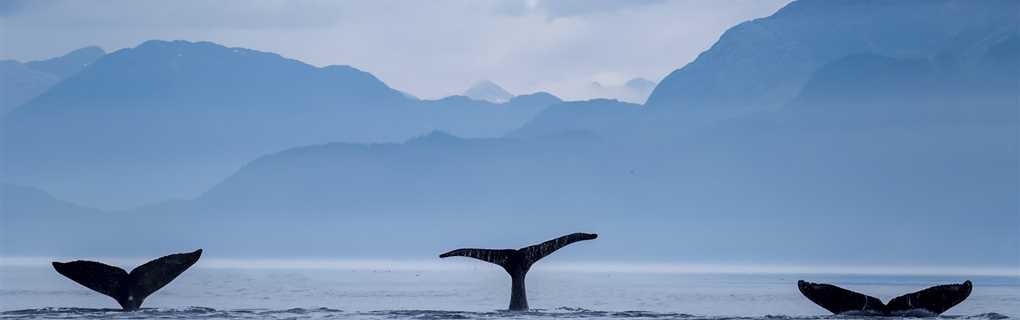 Expedition cruise