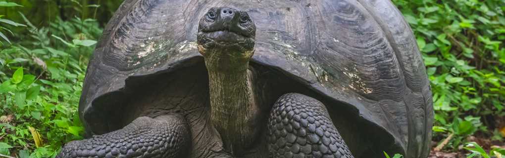 Galapagos Expedition Cruise