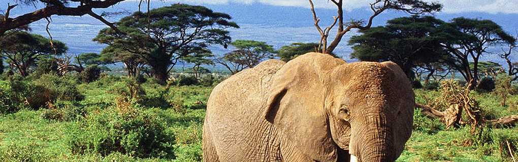 Micato Safaris