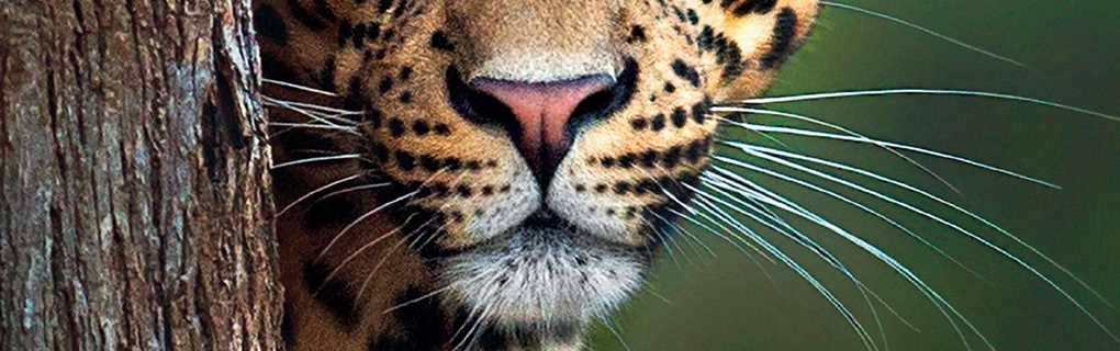Micato Safaris