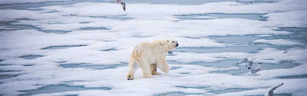 PONANT Arctic