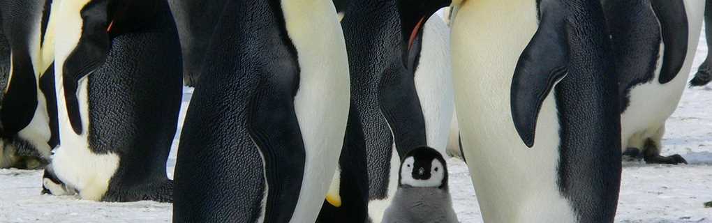 antartica