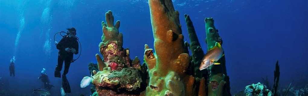 dive belize