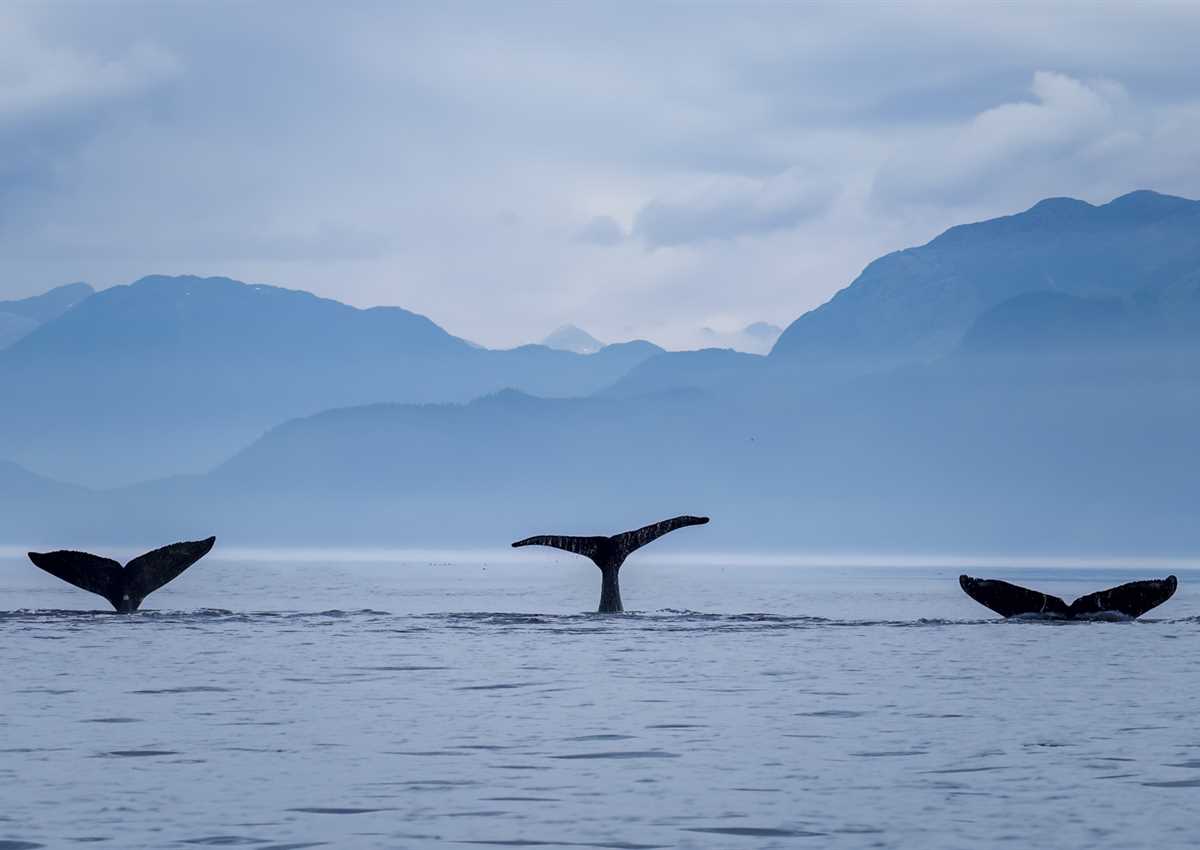 expedition cruises TOP