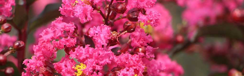 Oceanfront Myrtle Beach 