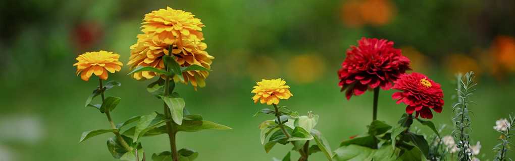 Oceanfront Myrtle Beach 