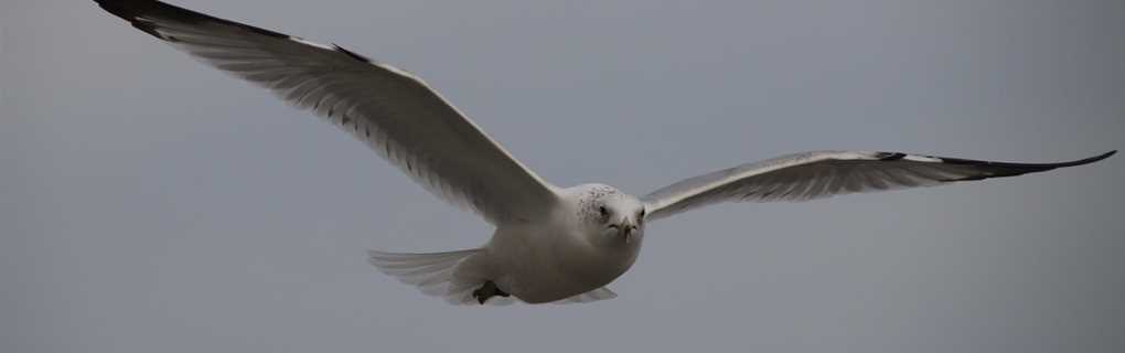 Oceanfront Myrtle Beach