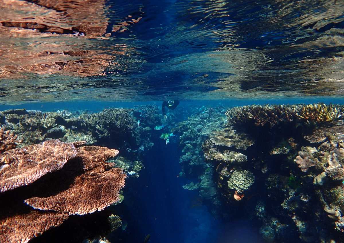 fiji, snorkeling, diving TOP