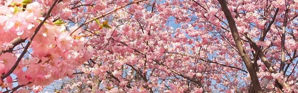 Vienna Austria Spring
