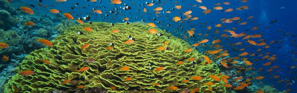 fiji, snorkeling, diving