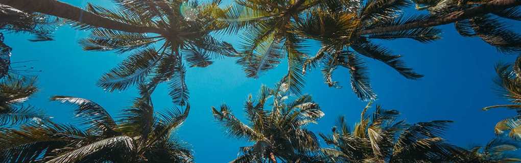 Wild Orchid secrets resorts