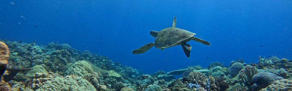 fiji, snorkeling, diving